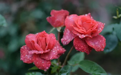 Красивые Красные Розы На Белом Фоне Фотография, картинки, изображения и  сток-фотография без роялти. Image 12582476