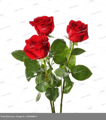Красивые Красные Розы — стоковые фотографии и другие картинки Роза - Роза,  Изолированный предмет, Без людей - iStock