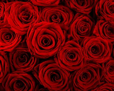 Красивые красные розы процветают весной. Стоковое Изображение - изображение  насчитывающей взорвать, пинк: 182321049