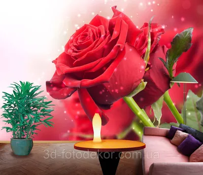 Красные розы - красивые фото
