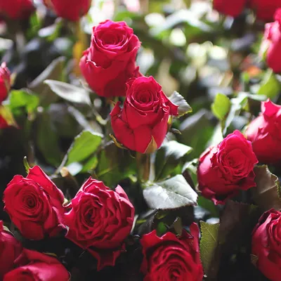 красные и белые розы | Flowers photography wallpaper, Flowers photography,  Flower background iphone