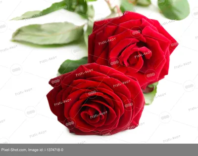 Красивые красные розы, сверху падают…» — создано в Шедевруме