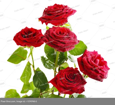 Шикарные красные розы (61 фото)