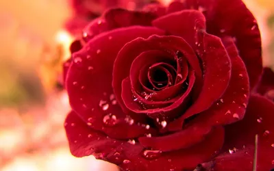 Красные розы – интернет-магазин цветов Цветопторг, Челябинск