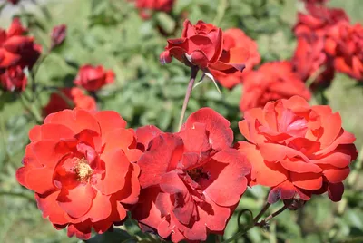3D Фото обои \"Красивые красные розы\" - Любой размер! Читаем описание!  (ID#1977335119), цена: 420 ₴, купить на Prom.ua