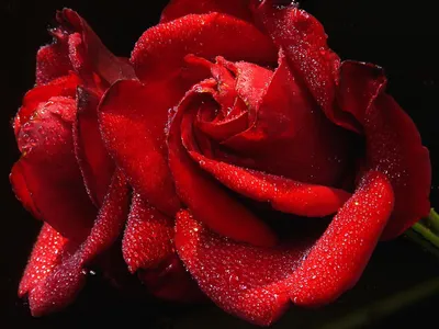 Красивые красные розы на белом :: Стоковая фотография :: Pixel-Shot Studio