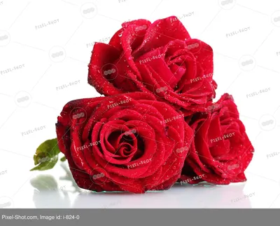 Красивые большие красные розы, крупно…» — создано в Шедевруме