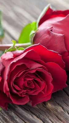 Për ty! | Красные розы, Красивые розы, Красивые цветы