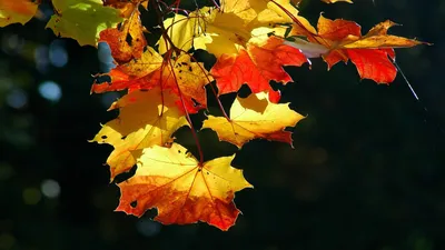 Скачать обои природа, бесплатные картинки, листья, листок, осень разрешение  1600x900 #12270