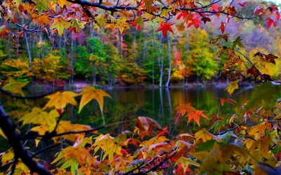 Осенние листья (98 фото) - 98 фото