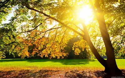Красивые Красочные Осенние Листья Зелень Естественный Фон Текстура.  Цветущая Листва В Парке Лес Лес Осенью Обои Фотография, картинки,  изображения и сток-фотография без роялти. Image 89139087