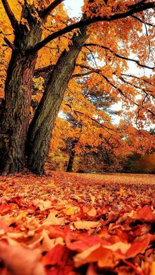 японские осенние листья в каплях дождя, красивые кленовые листья красивые  кленовые листья красивые кленовые листья, Hd фотография фото, коричневый  фон картинки и Фото для бесплатной загрузки