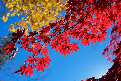 Красивые Осенние Обои С Красными Желтыми Кленовыми Листьями — стоковая  векторная графика и другие изображения на тему Абстрактный - iStock