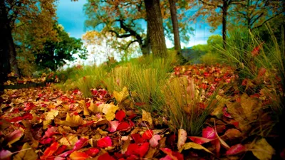 Подкормка плодовых деревьев осенью - G'allaorol Kaliy Fosfat