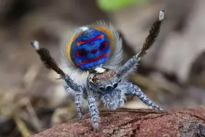 Самые красивые пауки нашего мира. | enix zor | Дзен