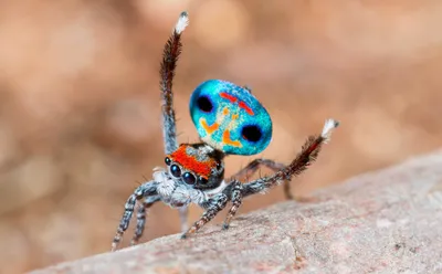 Красивые пауки картинки фотографии