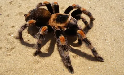 Красивые пауки с очень тонкими сетей, чтобы получить их добычу в ловушке и  к их сетям Стоковое Фото - изображение насчитывающей сильно, вес: 187034466