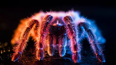 Brachypelma smithi - один из самых красивых и миролюбивых видов пауков  птицеедов | Пикабу