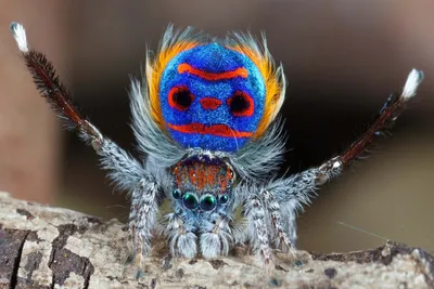 Желтые пауки: интересные и красивые представители мира паукообразных» —  создано в Шедевруме