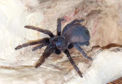 Синие красивые пауки птитцееды для новичков Pterinopelma sazimai: 259 грн.  - Інші тварини Миколаїв на Olx