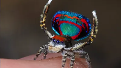 Невероятно красивый паук - птицеед Сазимай (PTERINOPELMA SAZIMAI), самки  разного возраста. (ID#1473314425), цена: 900 ₴, купить на Prom.ua