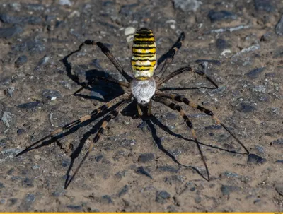 Какой вид пауков самый красивый? #паук #скакунчик #паукскакун #паучок  #питомец #любимец #животные #экзотика #зоопарк #зоомагазин | Instagram