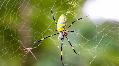 Невероятно красивые пауки, которые помогут вам победить арахнофобию. ФОТО