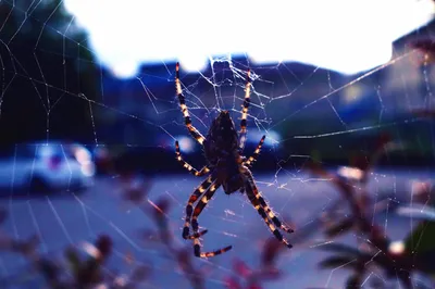 Красивый паук тарантул для новичков тренд нового года подарок: 1 334 грн. -  Другие животные Кропивницкий на Olx