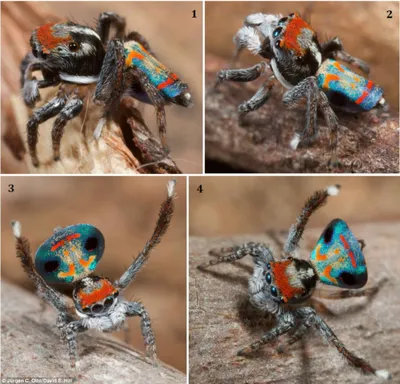 Синие красивые пауки птитцееды для новичков Pterinopelma sazimai: 259 грн.  - Інші тварини Миколаїв на Olx