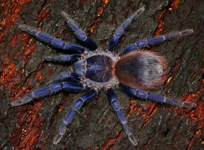 Невероятно красивые пауки, которые помогут вам победить арахнофобию. ФОТО
