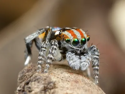 ТОП-10 самых красивых пауков-птицеедов | ВКонтакте