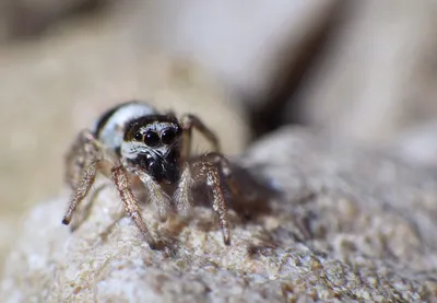ТОП-20 самых красивых пауков в мире (+ ФОТО)