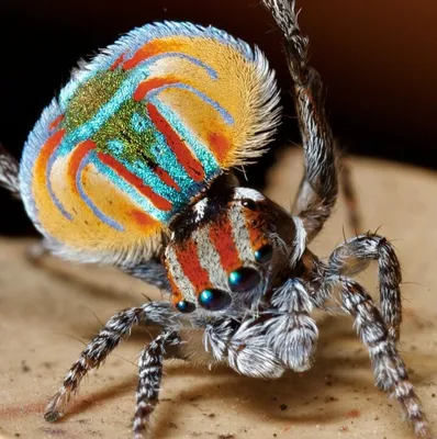 Самые милые и красивые пауки: как выглядят, где живут и опасны ли для  человека? | ЗВЕРУШКИ | Дзен