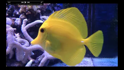 Красивые рыбы в океанариуме :: Стоковая фотография :: Pixel-Shot Studio