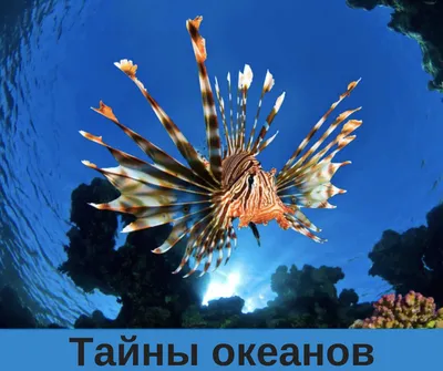 Самые красивые рыбы черного моря - 68 фото