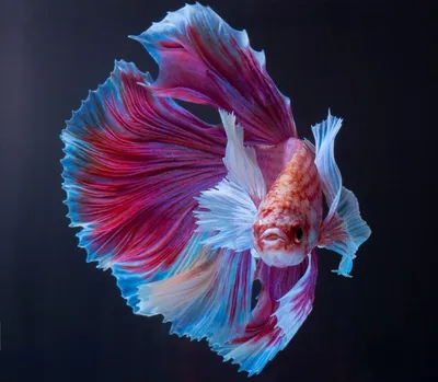Самые красивые рыбы мирового океана | Солнечный Геленджик | Дзен