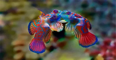 Красивые рыбы в аквариуме :: Стоковая фотография :: Pixel-Shot Studio