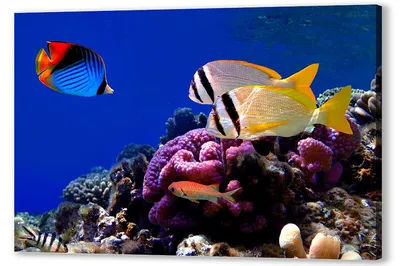 Фотокартина природы: красивые рыбы Мальдив на снимках | Рыбы на мальдивах  Фото №750365 скачать