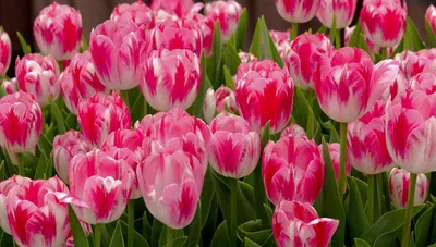 Обои на рабочий стол Красивые нежные розовые весенние цветы тюльпаны, обои  для рабочего стола, скачать обои, обои бесплатно