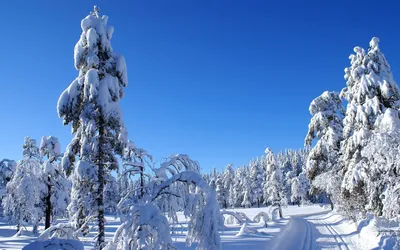 Зимний лес обои для рабочего стола, картинки и фото