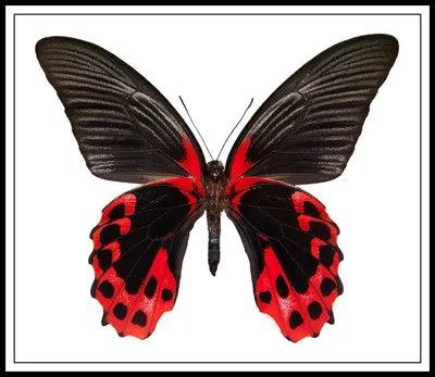 Красно белые бабочки рисунок - 57 фото