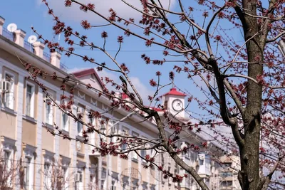 Все цветет и все благоухает: в конце марта в Краснодар пришла весна |  25.03.2019 | Краснодар - БезФормата
