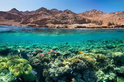 Красное море на курортах Хургады покраснело на удивление туристам