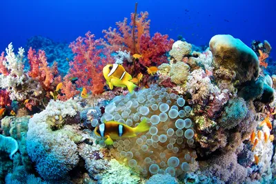 Почему Красное море называется Красным? Причины, фото и видео -  Научно-популярный журнал: «Как и Почему»