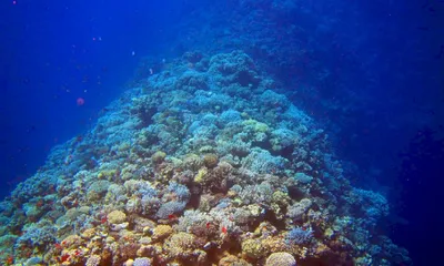 10 фактов о Красном море | БЛОГ ФОТОПУТЕШЕСТВИЙ | Дзен