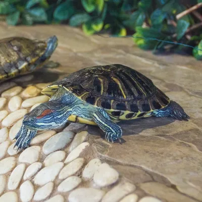 Красноухая черепаха | Пикабу