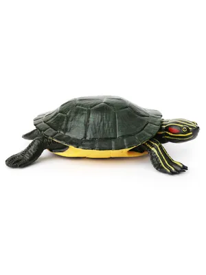 Красноухая черепаха смотрит серьёзно…» — создано в Шедевруме