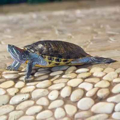 Красноухая черепаха — Зоопарк Садгород