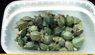 Красноухая черепаха / Trachemys scripta - «Маленький черепашенок- это не  игрушка для детей. Помните об этом, когда покупаете его. Я развею все  рассказы продавцов и расскажу о правильном уходе за красноухими  черепахами.» | отзывы