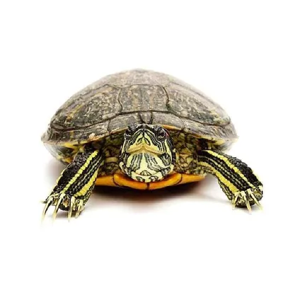 Красноухая черепаха лежит на бревне …» — создано в Шедевруме